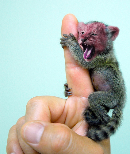 Photoshop Design by vipez for DesignCrowd (Community Contests) | Design #8941780