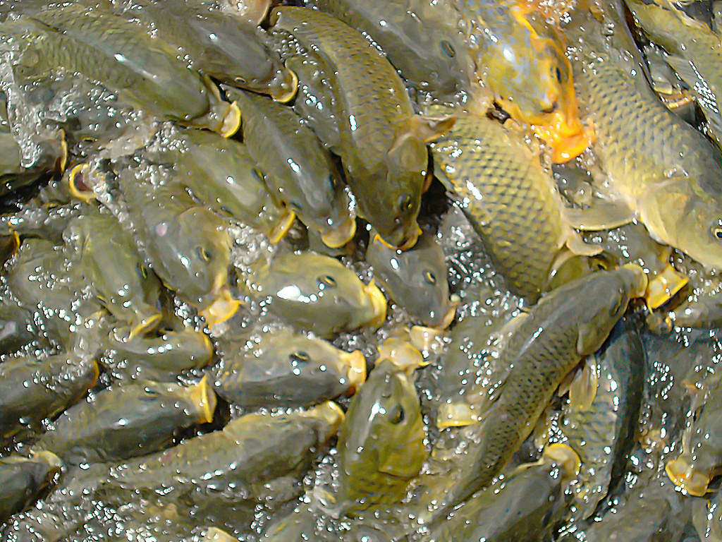 Photography by cerberus25 for DesignCrowd (Community Contests) | Design #8939133