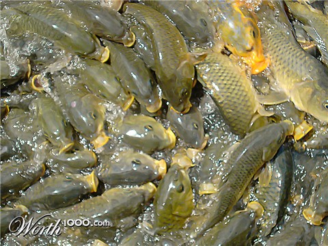 Photography by cerberus25