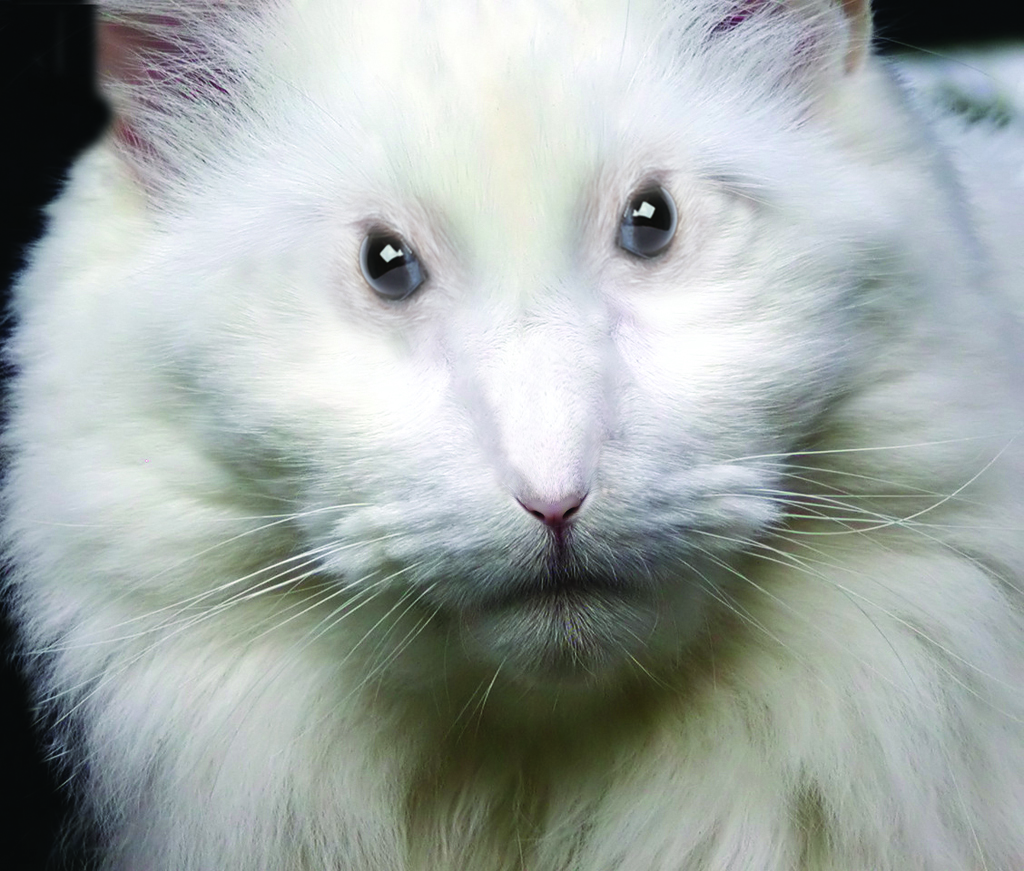 Photoshop Design by manffredine for DesignCrowd (Community Contests) | Design #8941795