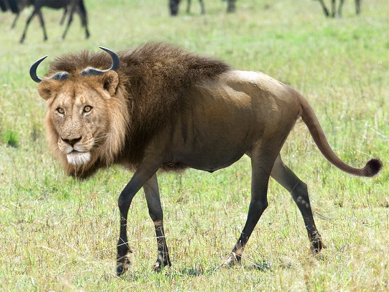 Photoshop Design by suckersklub for DesignCrowd (Community Contests) | Design #8941789