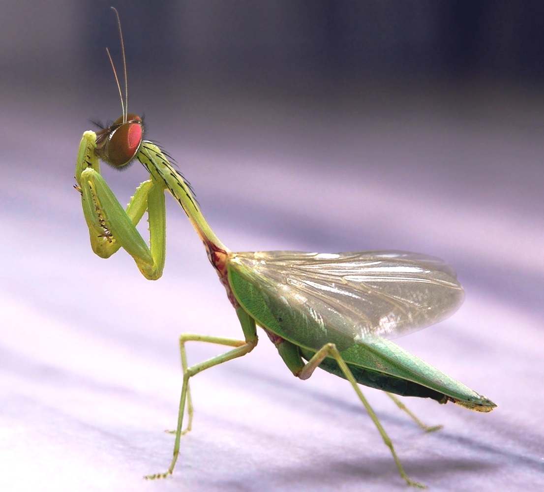 Design Photoshop par just-me-morgana pour DesignCrowd (Community Contests) | Design #8941811