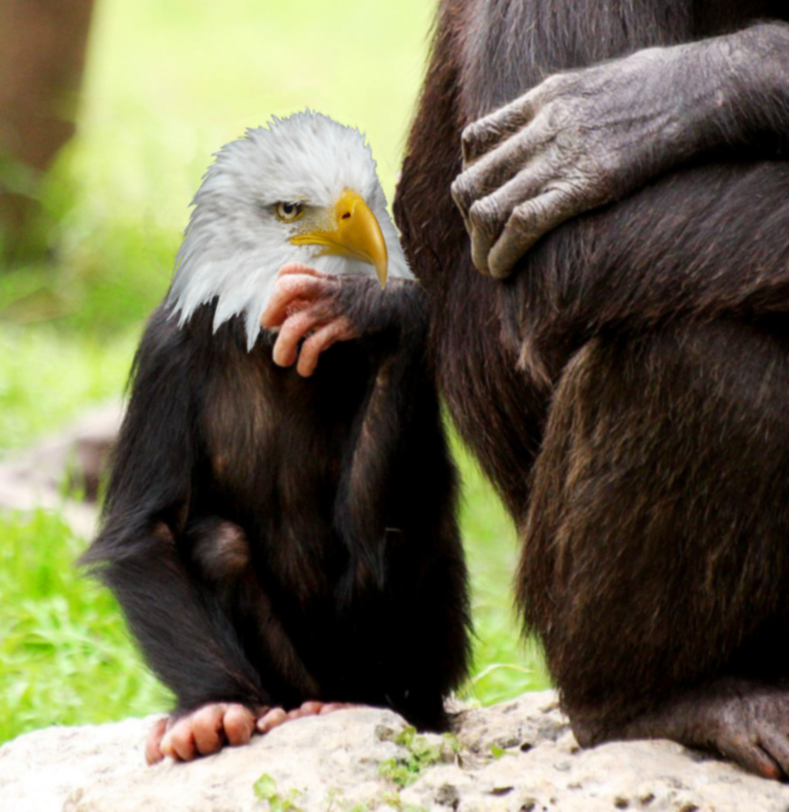 Photoshop Design by mikemuggles for DesignCrowd (Community Contests) | Design #8941835