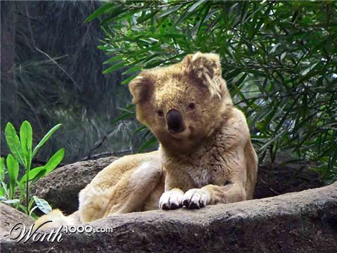 Photoshop Design by krackerDave