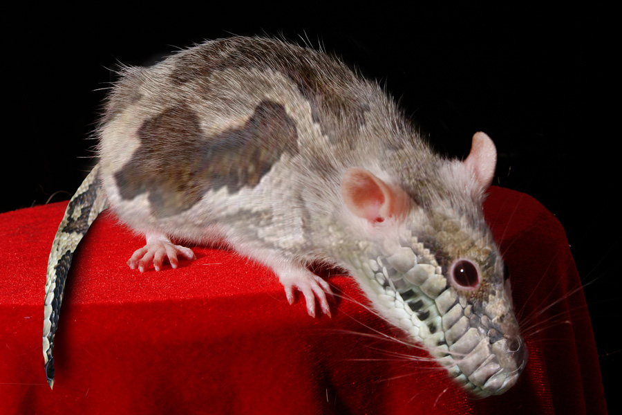 Design Photoshop par janefrog pour DesignCrowd (Community Contests) | Design #8941983