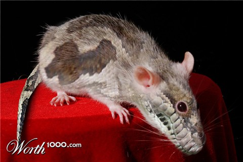 Photoshop Design by janefrog