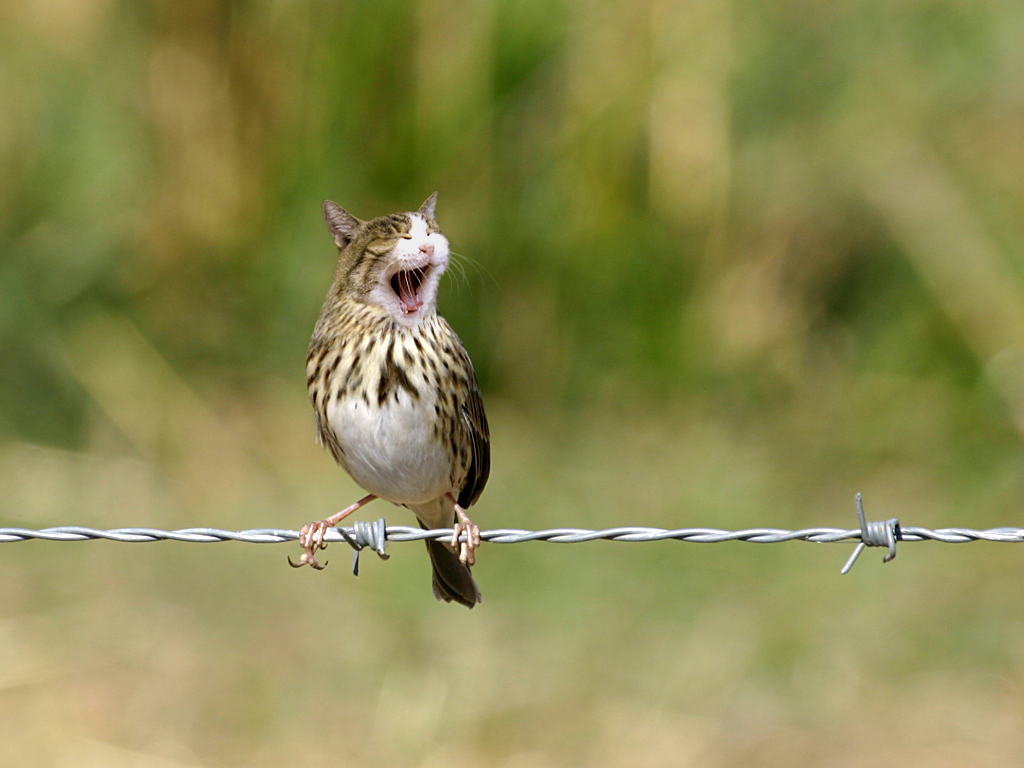 Diseño de Photoshop por Explosivo para DesignCrowd (Community Contests) | Diseño #8941948