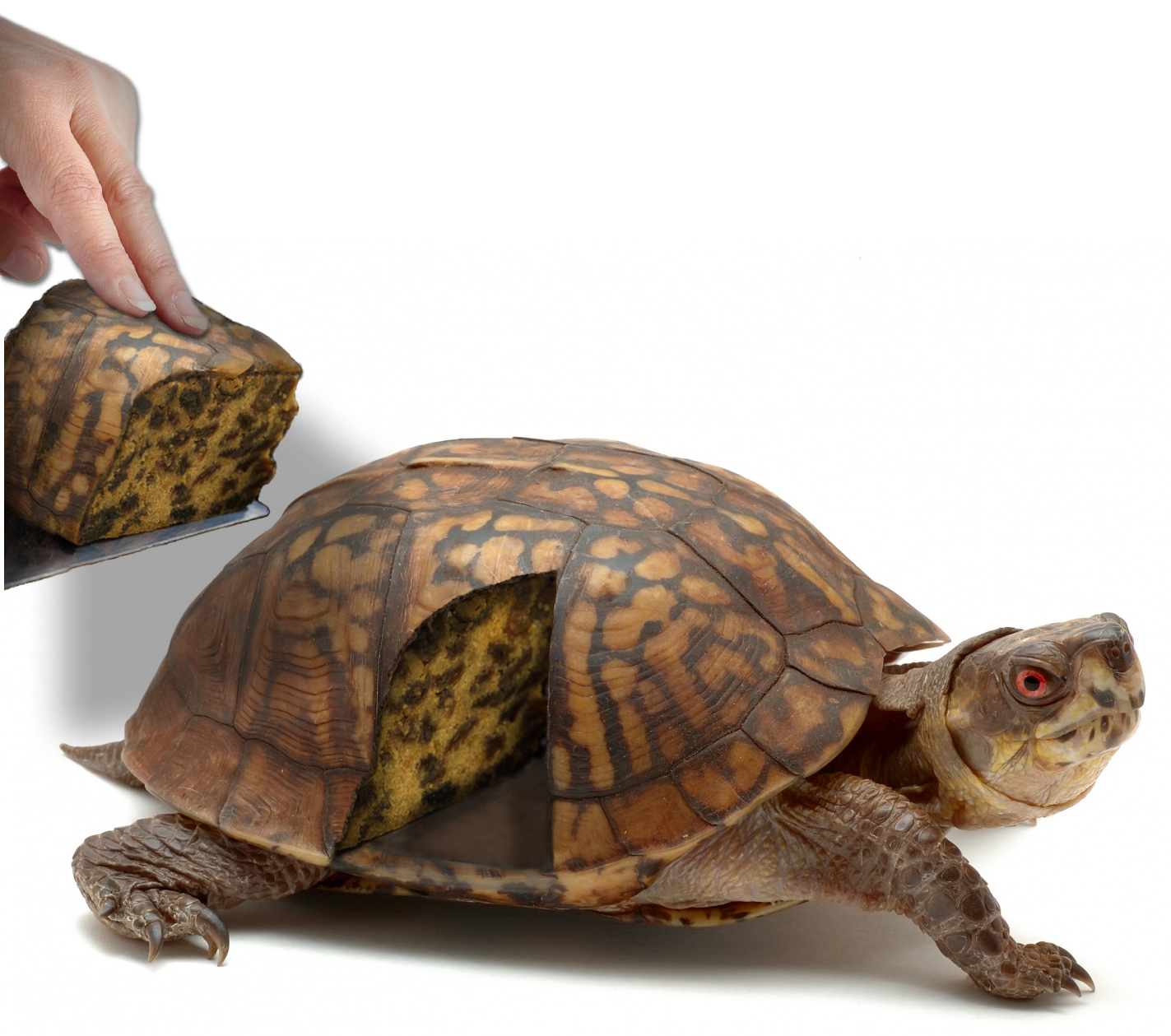 Design Photoshop par JuniorWences pour DesignCrowd (Community Contests) | Design #8941046