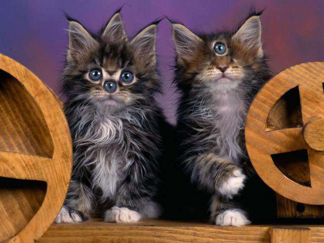 Photoshop-Design von pochiex2 für DesignCrowd (Community Contests) | Design #8943383