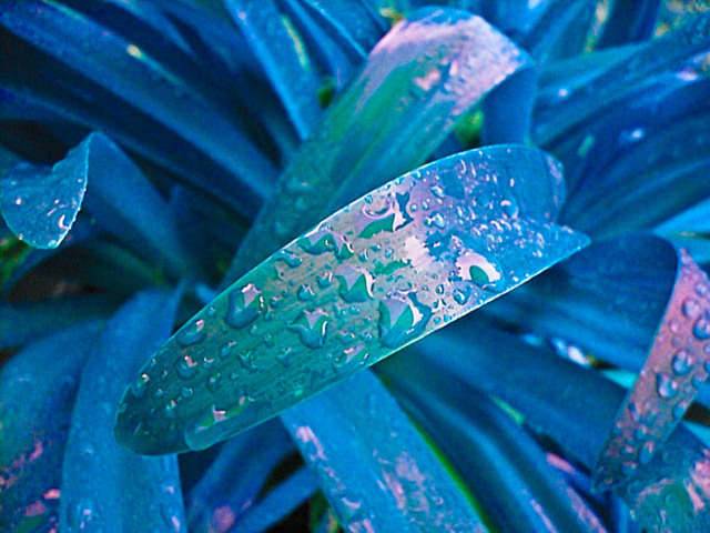 Photography by MeltedIce12 for DesignCrowd (Community Contests) | Design #8939237