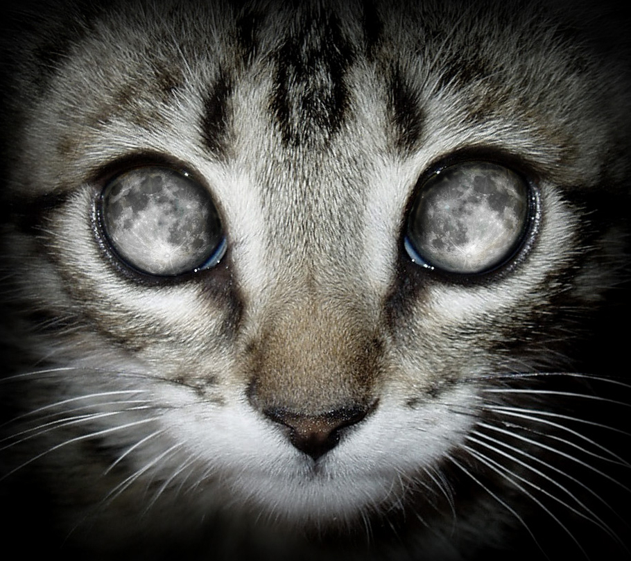 Photoshop Design by curi222 for DesignCrowd (Community Contests) | Design #8941355