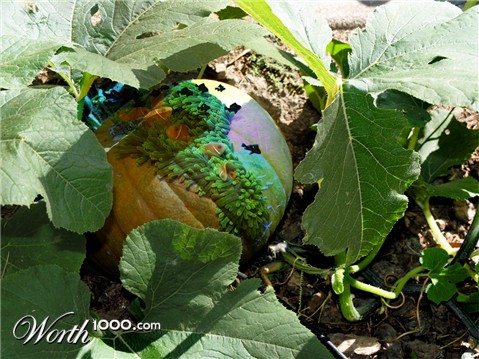 Photoshop Design by videodiver