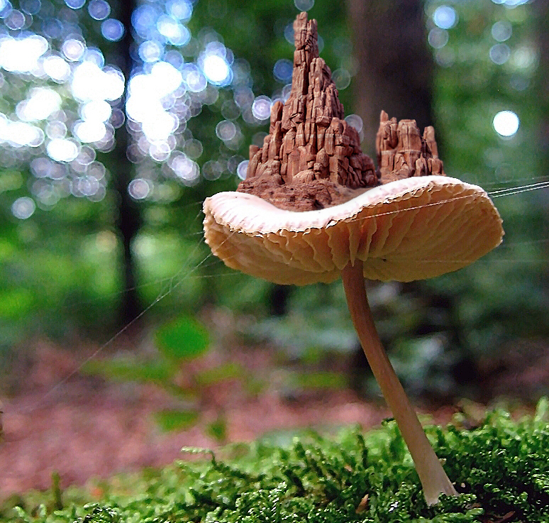 Photoshop Design by DiscardedPolaroid for DesignCrowd (Community Contests) | Design #8940884