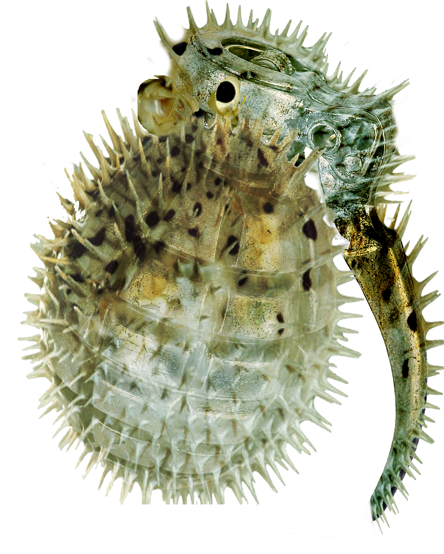 Photoshop Design by raven06 for DesignCrowd (Community Contests) | Design #8941240