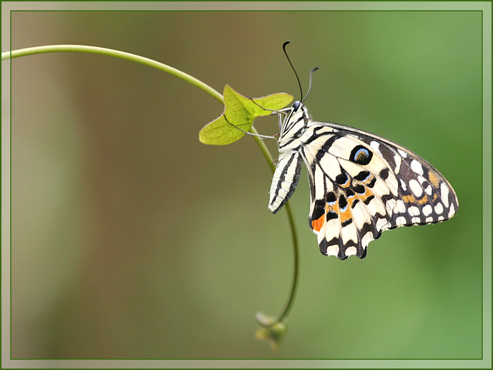 Photography by cl_UK for DesignCrowd (Community Contests) | Design #8936007