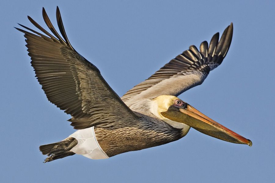 Design Photoshop par BlueHeron pour DesignCrowd (Community Contests) | Design #8941394