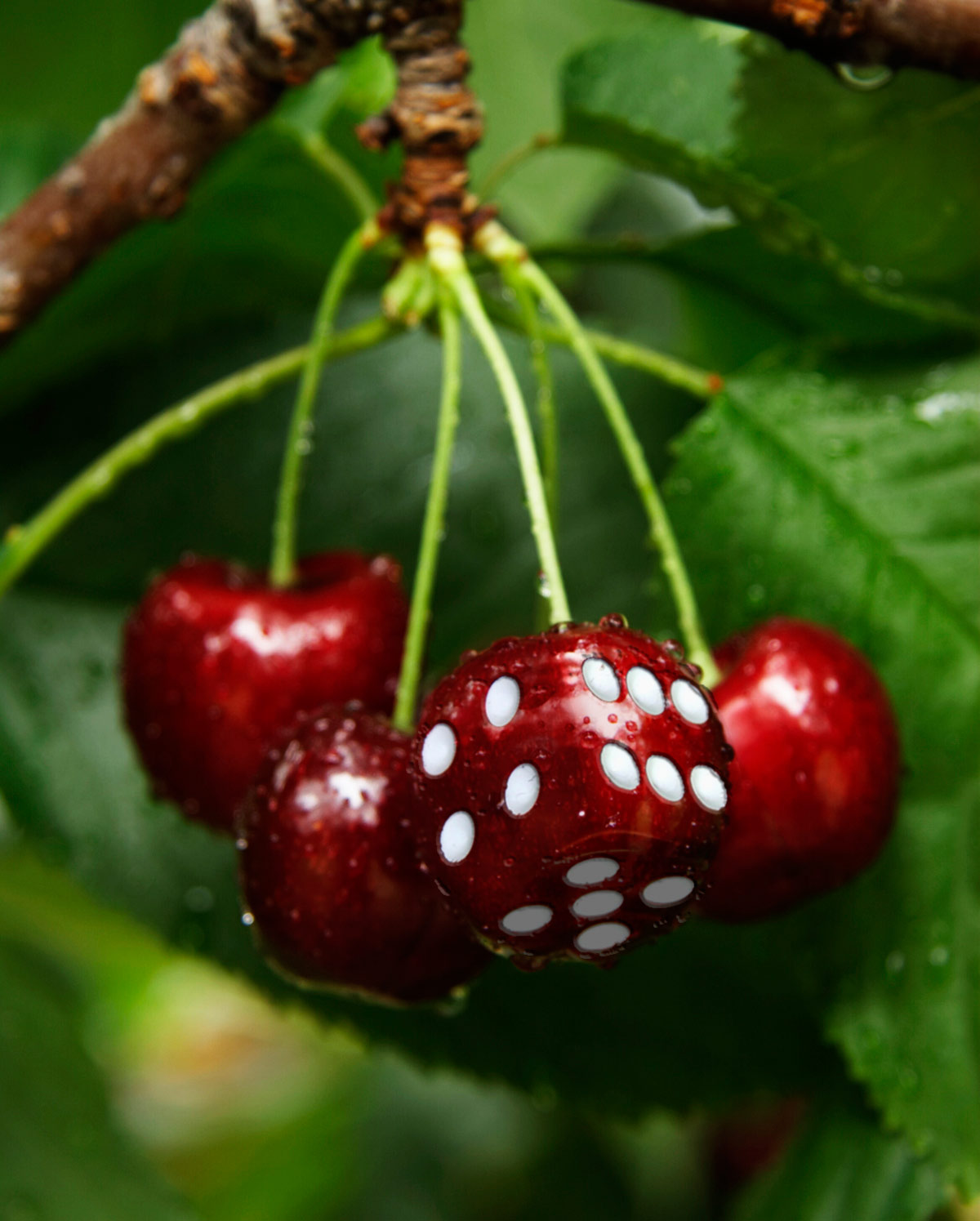 Photoshop Design by castiza for DesignCrowd (Community Contests) | Design #8942700