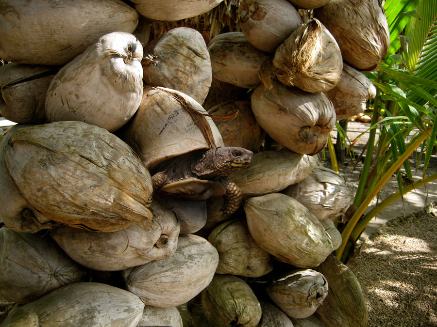 Diseño de Photoshop por YearoftheDragon para DesignCrowd (Community Contests) | Diseño #8942841