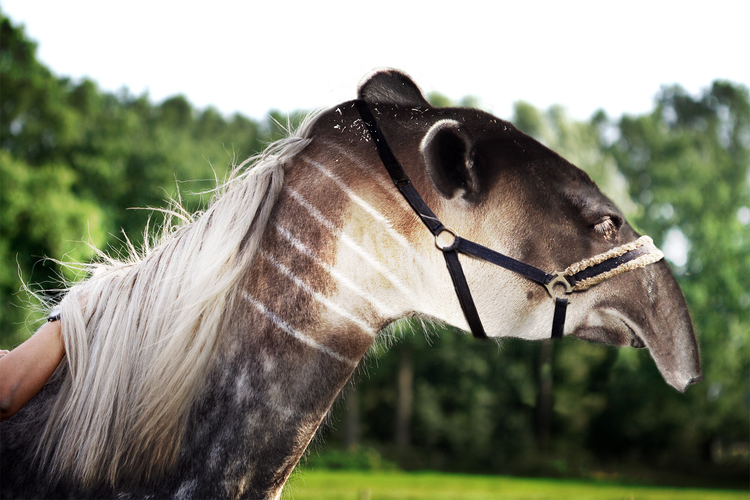 Photoshop Design by Troetti for DesignCrowd (Community Contests) | Design #8944259