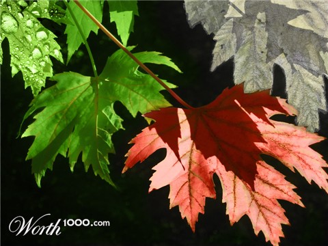 Photoshop Design by csnite