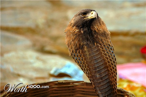 Photoshop Design by Trataga