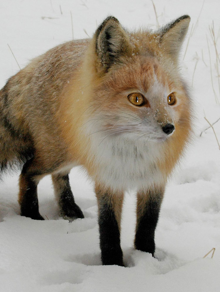 Photoshop-Design von ilovekarate für DesignCrowd (Community Contests) | Design #8944316