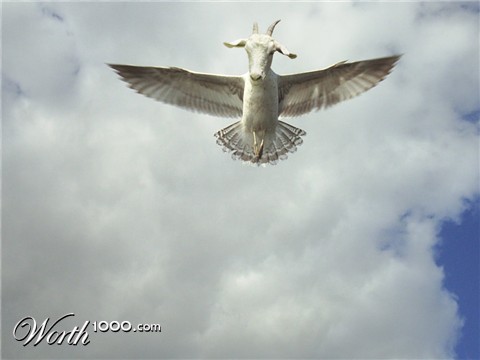 Photoshop Design by Chimpo