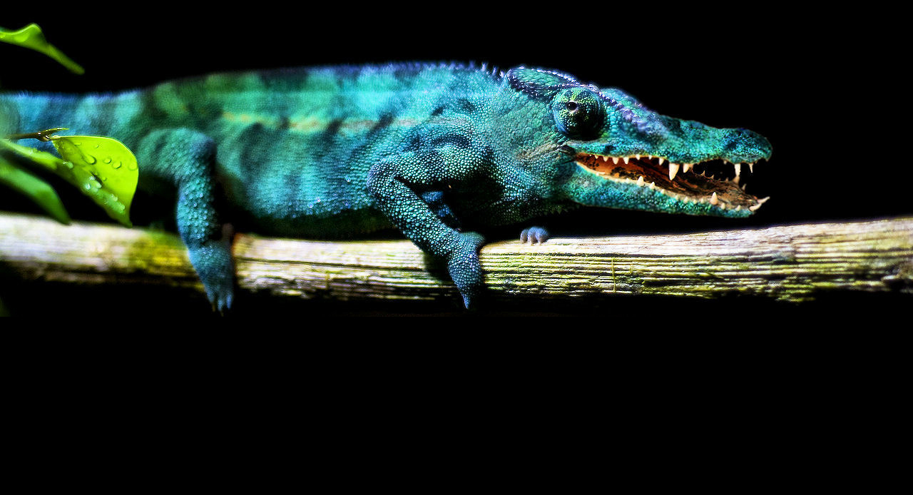 Photoshop Design by robbywlabirra for DesignCrowd (Community Contests) | Design #8944332