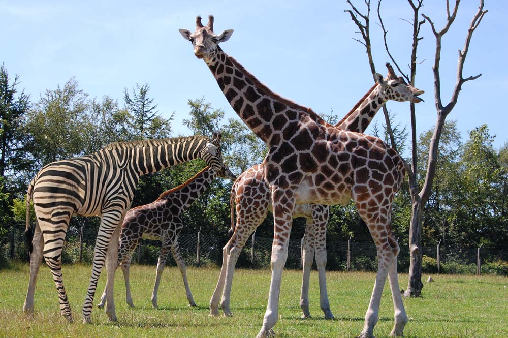 Photoshop Design by casuist for DesignCrowd (Community Contests) | Design #8944428