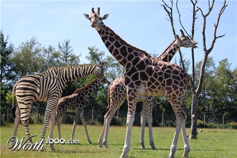 Photoshop Design by casuist