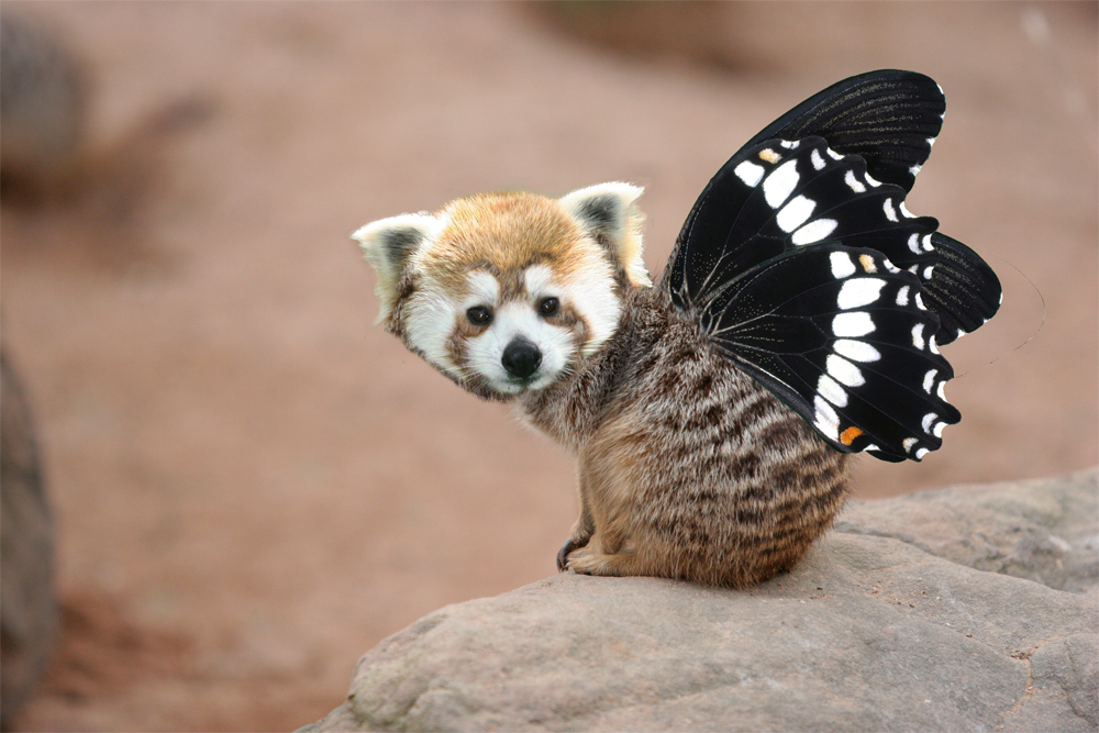 Photoshop Design by skyebarry for DesignCrowd (Community Contests) | Design #8944478