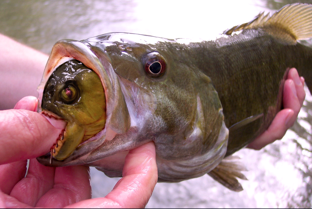 Photoshop Design by rizzato for DesignCrowd (Community Contests) | Design #8944231