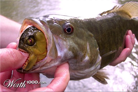 Photoshop Design by rizzato