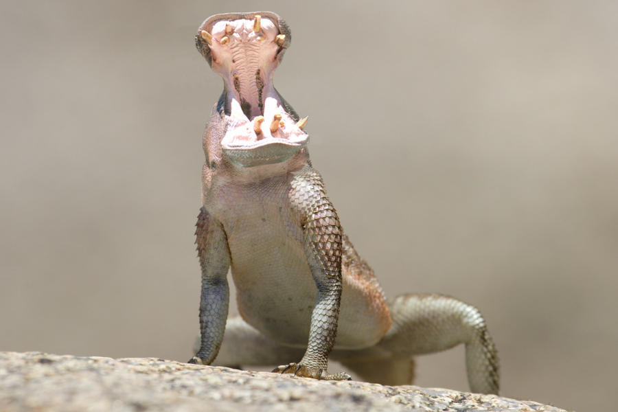 Photoshop Design by Quidebie for DesignCrowd (Community Contests) | Design #8944555