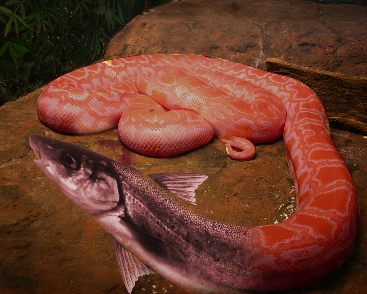 Diseño de Photoshop por mediagraphik para DesignCrowd (Community Contests) | Diseño #8944545