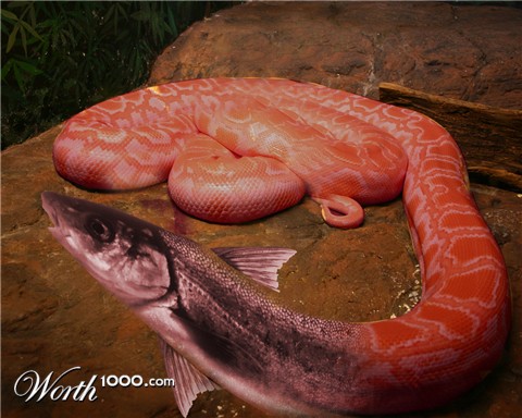 Photoshop Design by mediagraphik