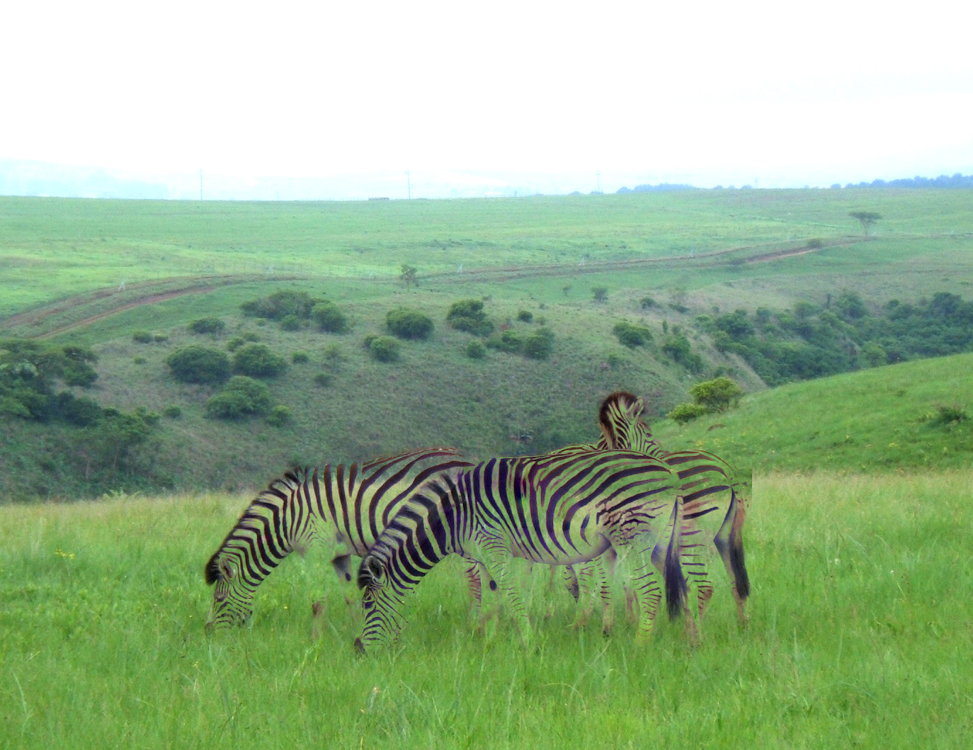 Photoshop Design by ViperGTO for DesignCrowd (Community Contests) | Design #8942831