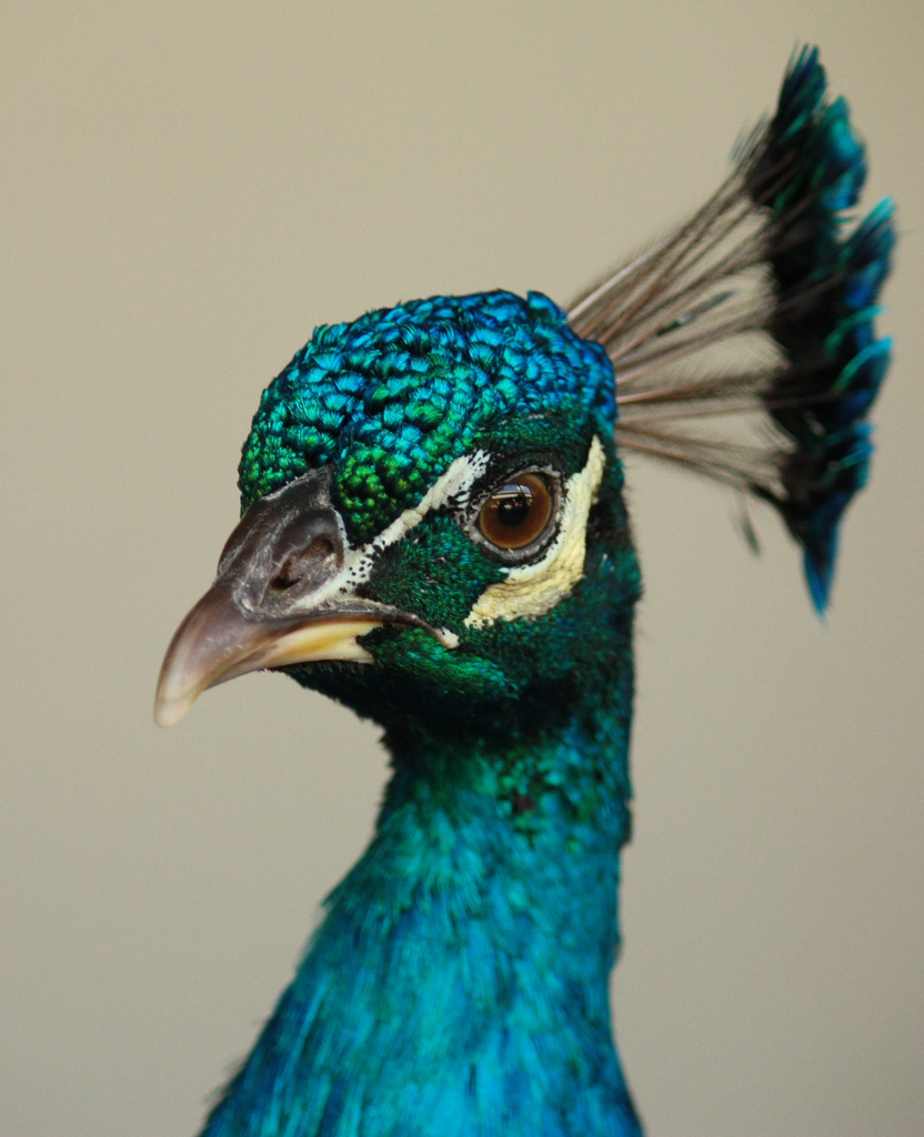 Fotografie von jaredb93max für DesignCrowd (Community Contests) | Design #8937639