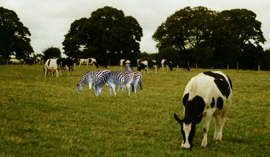 Diseño de Photoshop por alexpickering para DesignCrowd (Community Contests) | Diseño #8942889