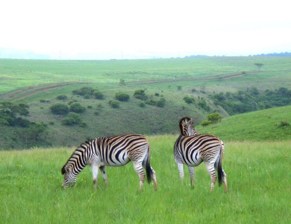 Photoshop Design by kathiess for DesignCrowd (Community Contests) | Design #8942914