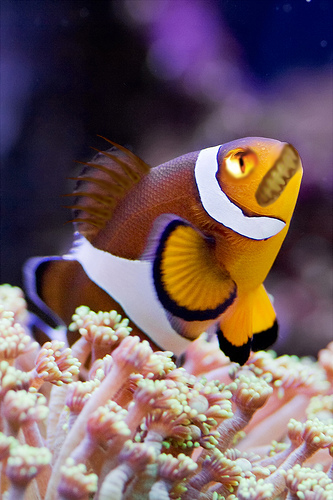 Photoshop-Design von Recolo für DesignCrowd (Community Contests) | Design #8939611