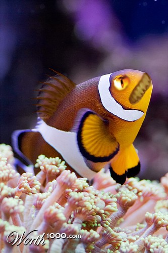 Photoshop Design by Recolo