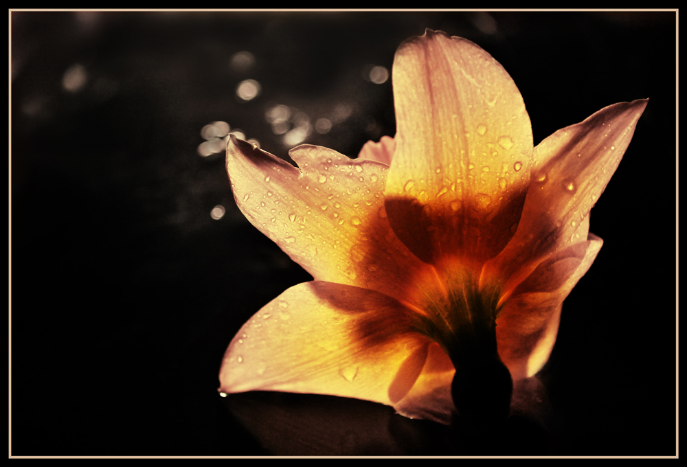 Photography by Kreative for DesignCrowd (Community Contests) | Design #8938266