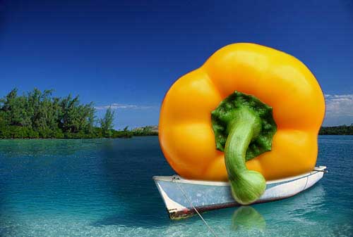 Photoshop Design by toadclipper for DesignCrowd (Community Contests) | Design #8939891