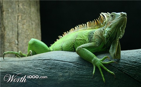 Photography by phenious