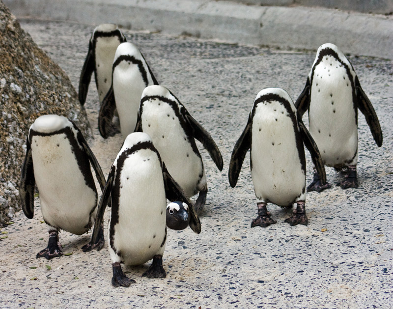 Design Photoshop par GeshaR pour DesignCrowd (Community Contests) | Design #8943175