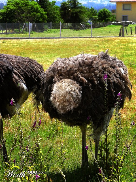 Photoshop Design by darruda