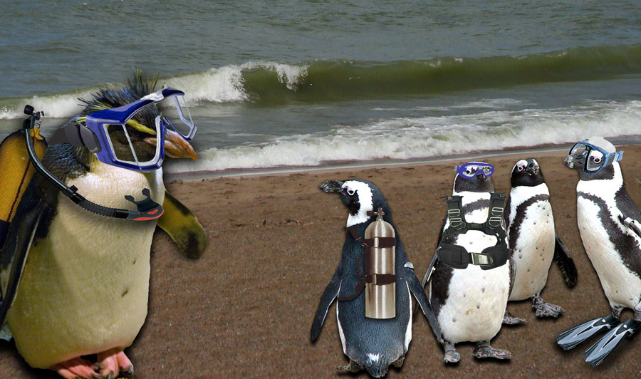 Photoshop Design by janefrog for DesignCrowd (Community Contests) | Design #8938432