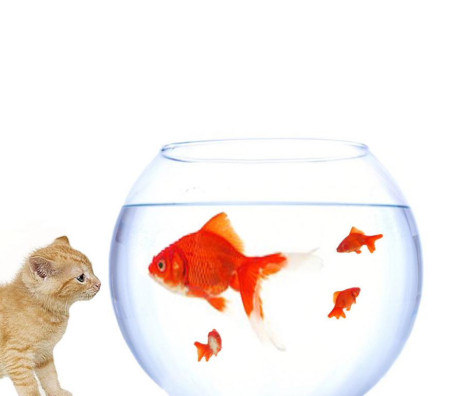 Photoshop Design by SnapClick for DesignCrowd (Community Contests) | Design #8938218