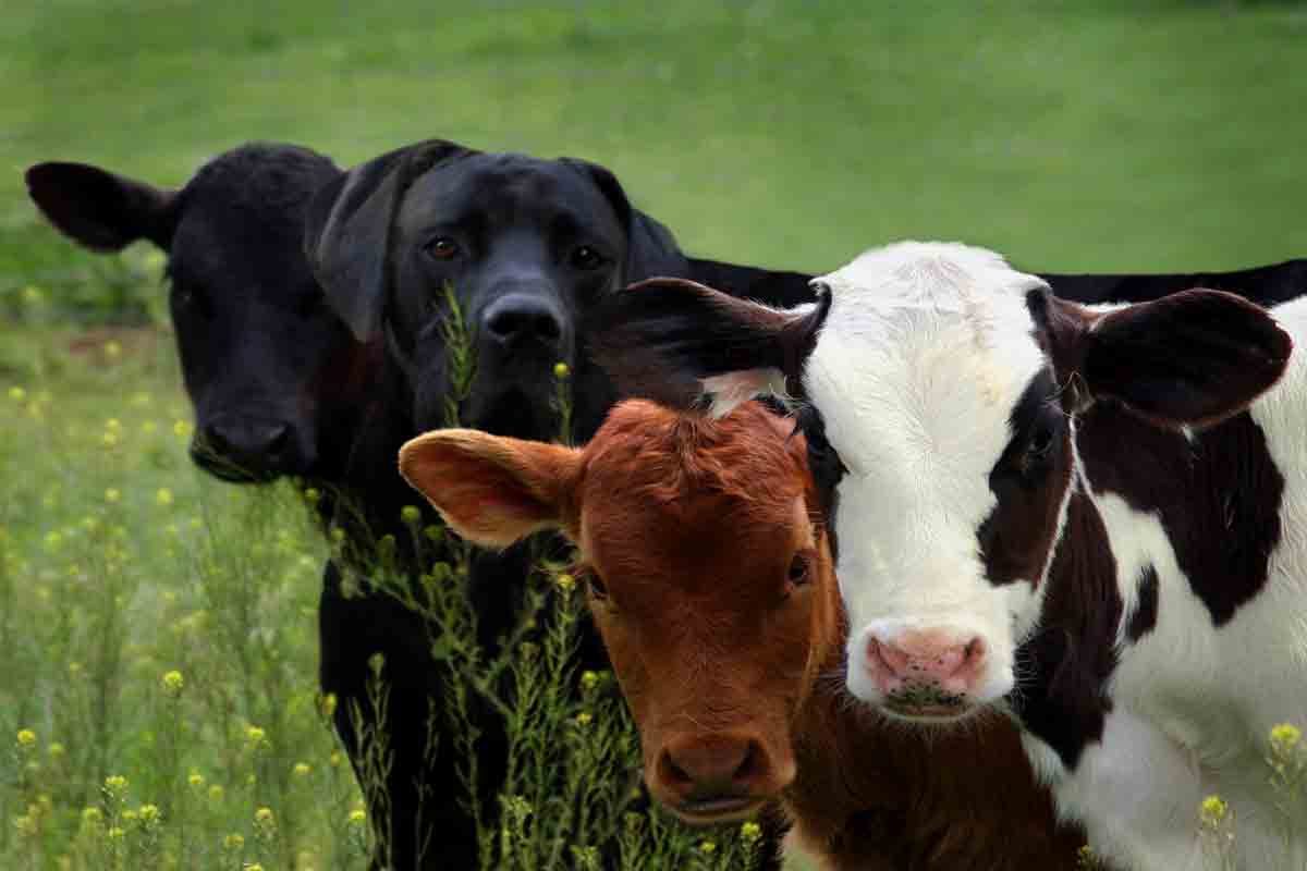 Photoshop Design by starrwalker for DesignCrowd (Community Contests) | Design #8938231